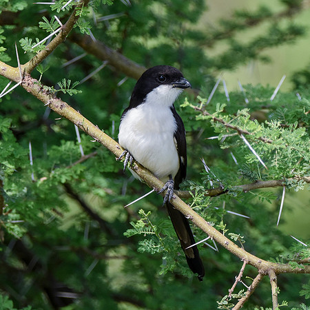 Long tailed fiscal shrike