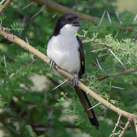 Long tailed fiscal shrike