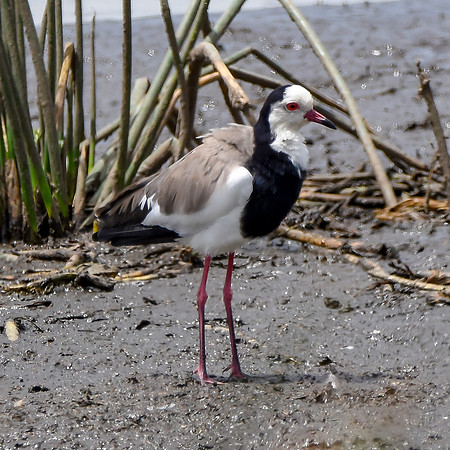 Long toed lapwing