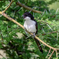 Long tailed fiscal shrike
