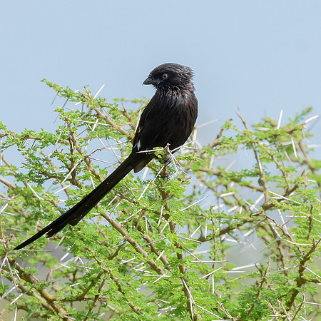 Magpie shrike