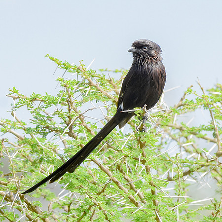 Magpie shrike