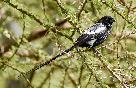 Magpie shrike
