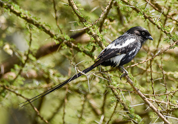 Magpie shrike