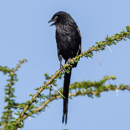 Magpie shrike
