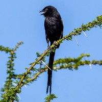 Magpie shrike