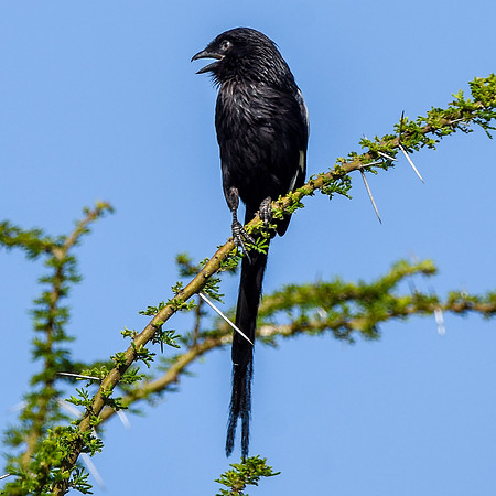 Magpie shrike