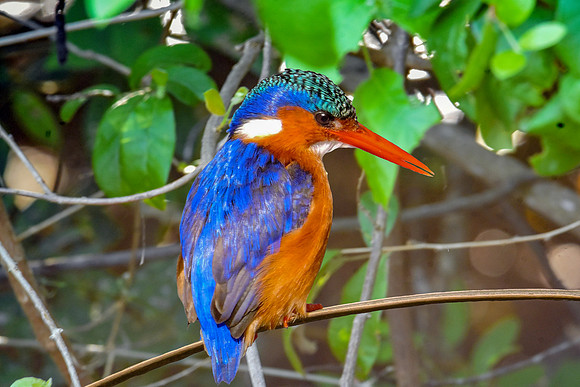 Malachite kingfisher