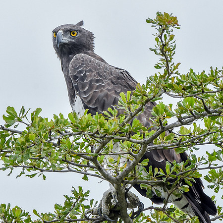Martial eagle