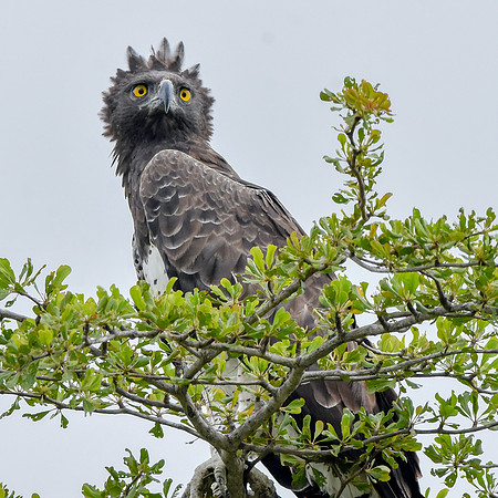 Martial eagle