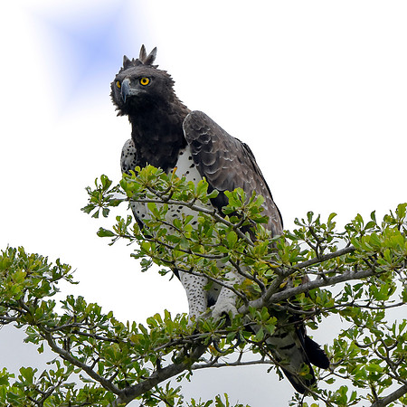 Martial eagle