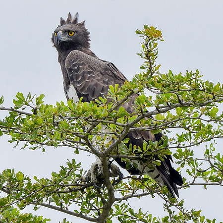 Martial eagle
