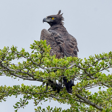 Martial eagle