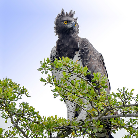 Martial eagle