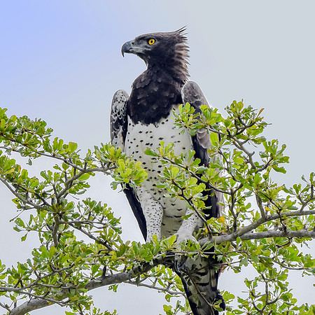 Martial eagle