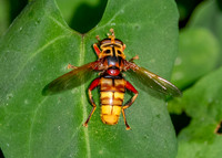 Yellow jacket hover fly