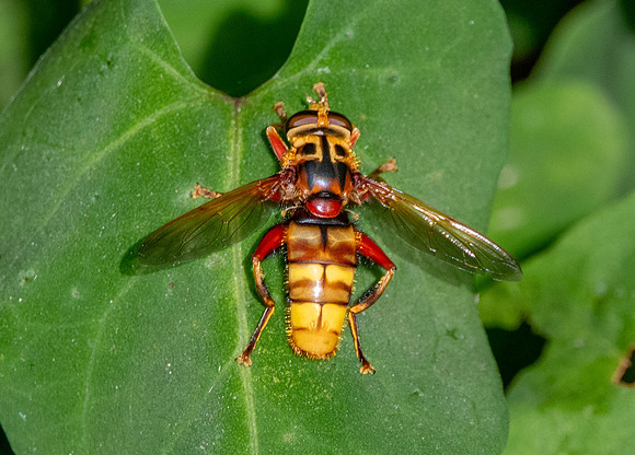 Yellowjacket hover fly