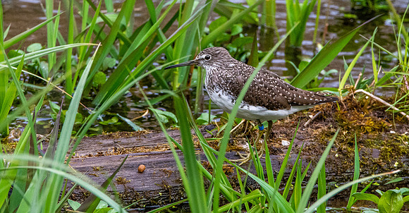Green sandpiper