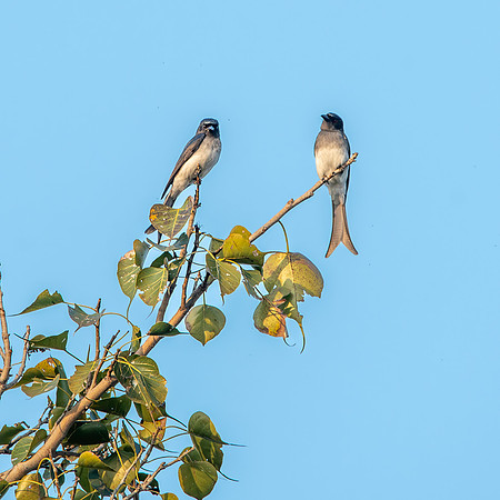 White bellied drongo