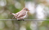 Asian brown flycatcher