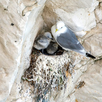 Black legged kittiwake
