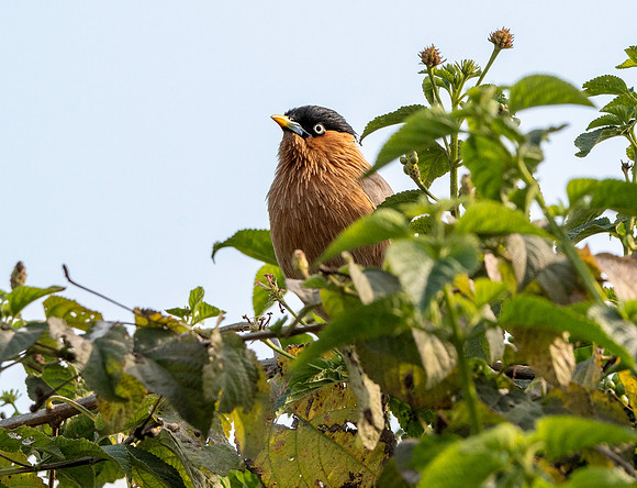 Brahminy / Pagoda /starling / myna