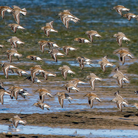Dunlin in flight
