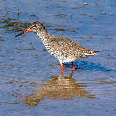 Common redshank