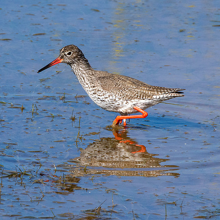 Common redshank