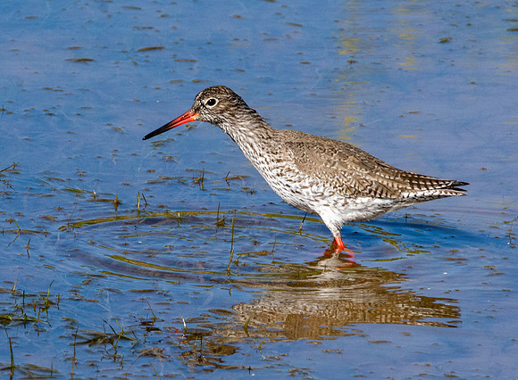 Common redshank