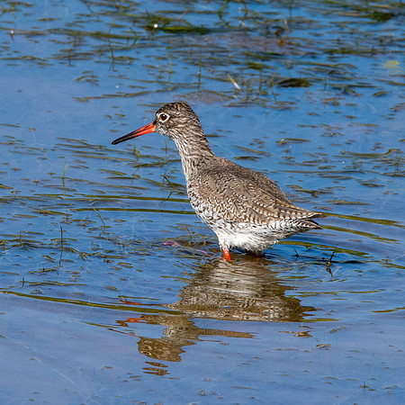 Common redshank