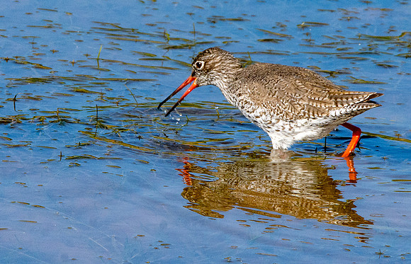 Common redshank