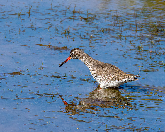 Common redshank