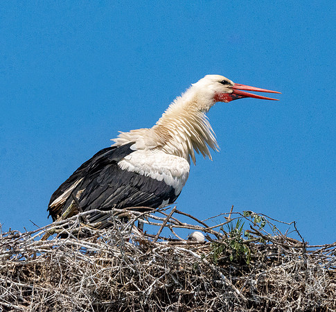 White stork