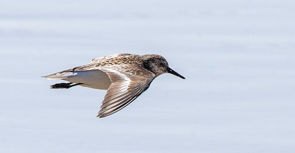 Sanderling in flight