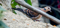 Oriental turtle dove