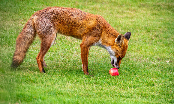 Red fox