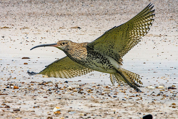 Curlew