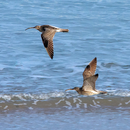 Curlew