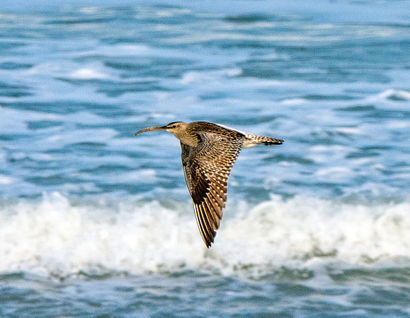 Curlew