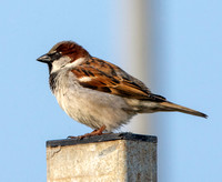 House sparrow