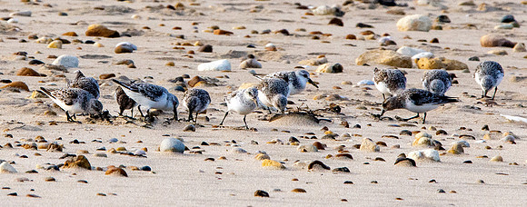 Sanderling