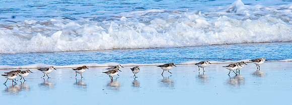 Sanderling