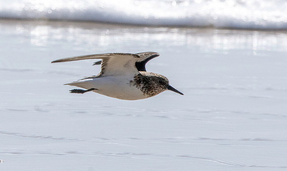 Sanderling