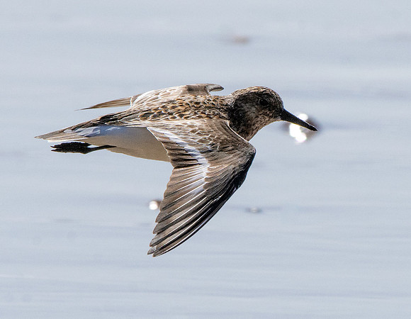 Sanderling