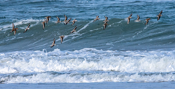 Sanderling