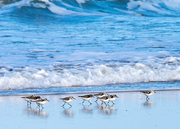 Sanderling