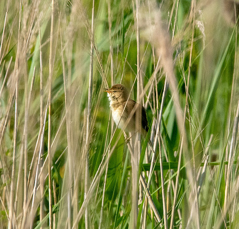 Great reed warbler