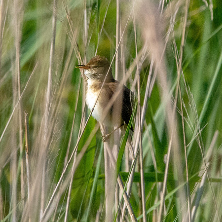Great reed warbler