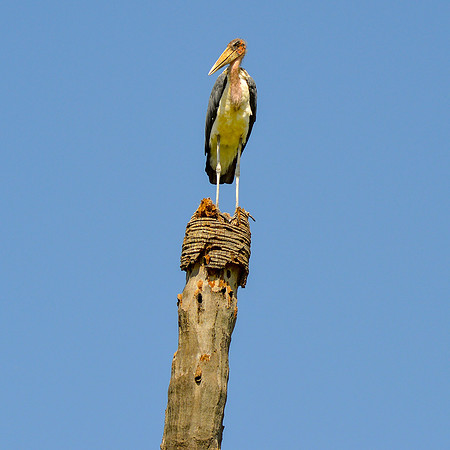 Marabou stork